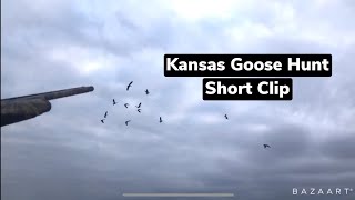 Goose hunting in Kansas