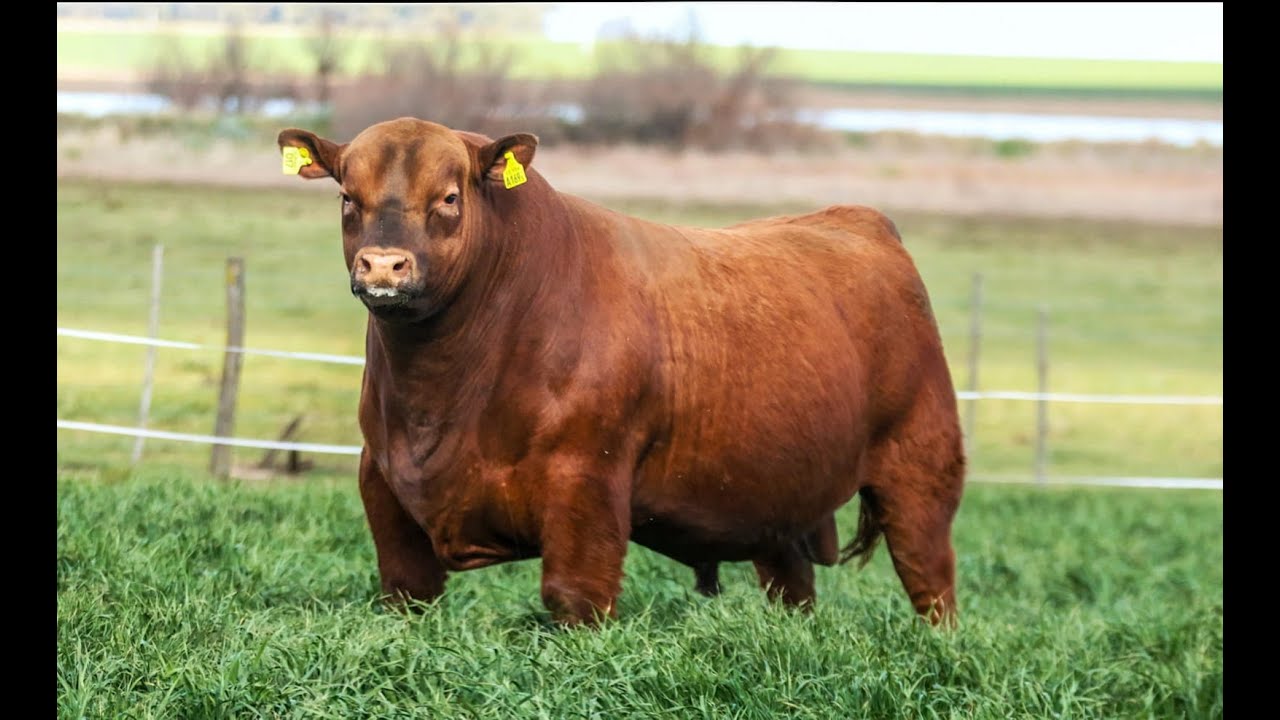 GENPRO - GENARO - Angus Colorado - YouTube