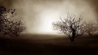 Футаж мистические деревья ночью HD