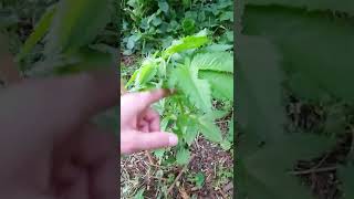 uk outdoor guerilla grow/ caged and healthy vegging beauty's