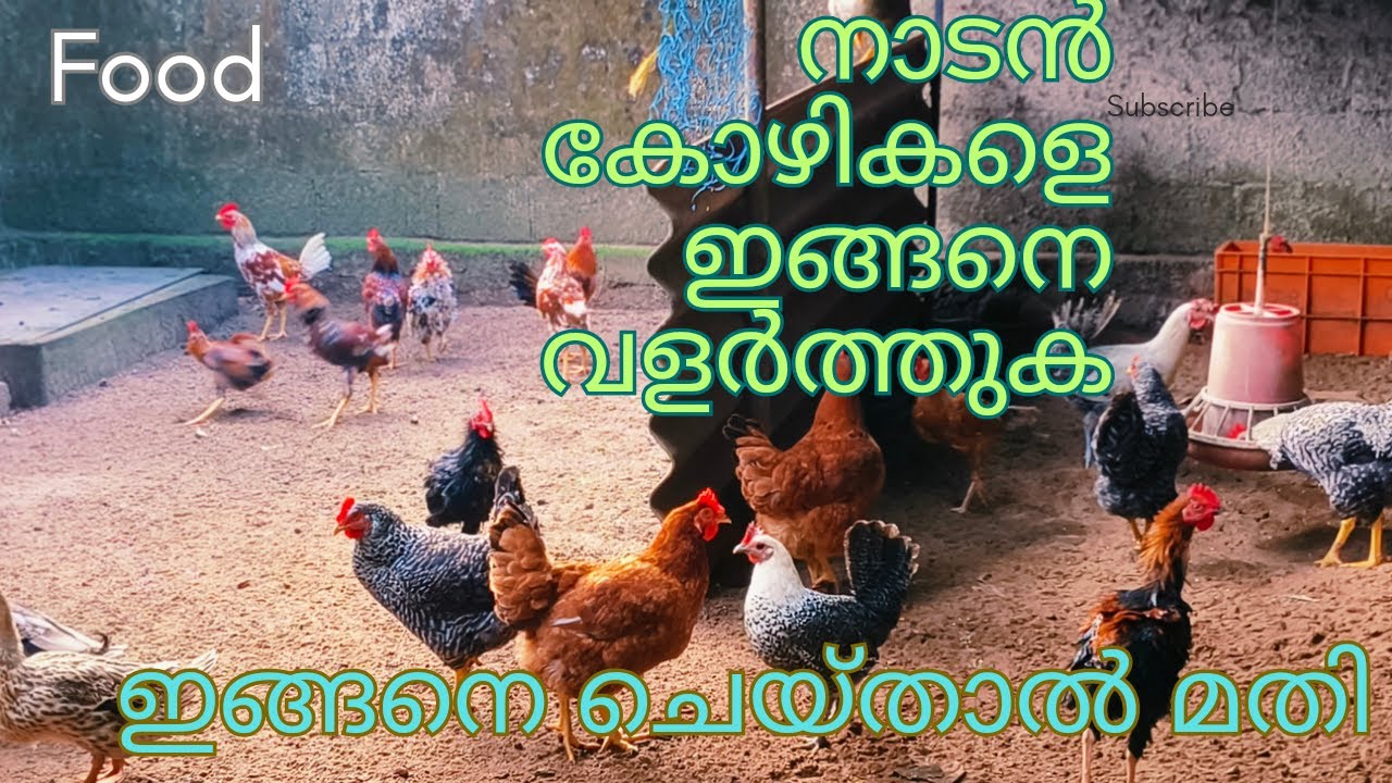 കോഴി വളർത്തൽ || നാടൻ കോഴി വളർത്തൽ, നാടൻ താറാവ് വളർത്തൽ 🐓🐣🦢🦆