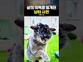 영혼털림
