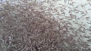 PART 103 SUWANDI MENJAWAB.BIBIT IKAN GABUS READY ..BERKUALITAS..INDUK JELAS.