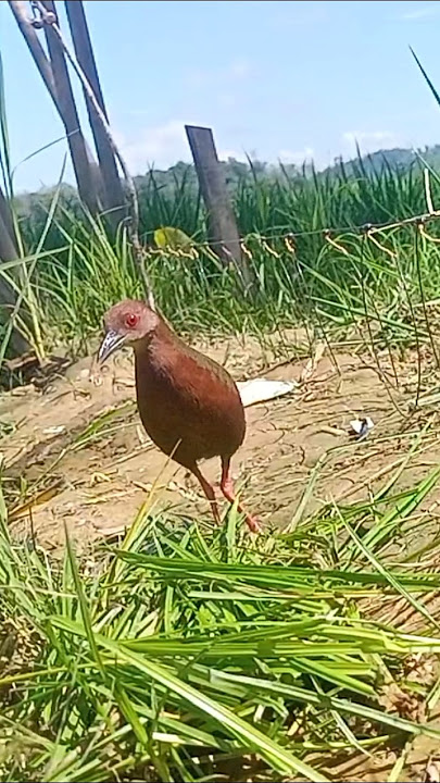 burung tikusan merah gacor#shorts