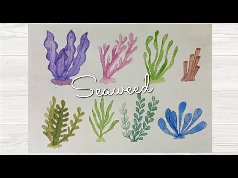 Hướng dẫn vẽ tảo biển rong biển  how to draw Seaweed watercolor  painting  YouTube