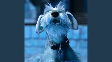 Mysterious Ambience for Brave Doggy