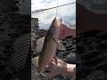 Nice walleye #walleye #fishing #fyp #shorts