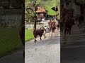 ELLES VONT À LA TRAITE, PAISIBLEMENT !La Clusaz (Haute Savoie-France). 8 octobre 2025