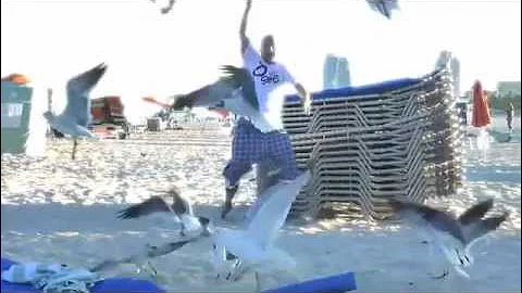 HARLEM SHAKE :BIRDS FROM MIAMI BEACH EDITION