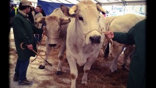 Vard 'l Beu. Una storia del Piemonte. Il Bue Grasso trailer