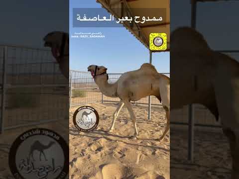 ممدوح بعير العاصفة