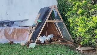 "Paz en el Gallinero: 15 Minutos de Ternura Pura (Sonidos Naturales)"