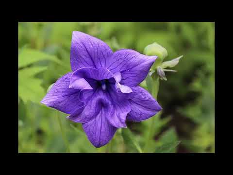 Balloon flower