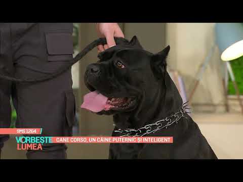 Video: Cât costă un cane corso negru?