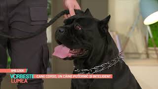 Cane Corso, un câine puternic și inteligent