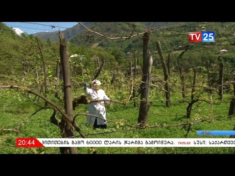 ფერმერი ქალი მრავალმხივი საქმიანობით ქედიდან