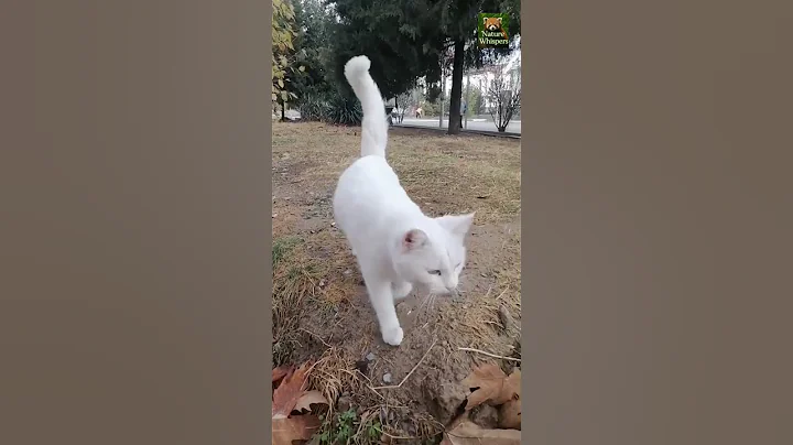 Video 11854001: funnycatvideos baby cat funnycats, funnycats cute cats animals, laugh funny cats compilation