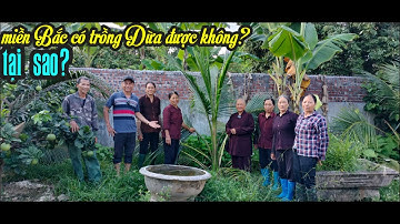 MIỀN BẮC CÓ TRỒNG DỪA ĐƯỢC NHƯ MIỀN NAM HAY KHÔNG? VUA DỪA MIỀN BẮC SƯ THẦY TRẢ LỜI CHO BÀ CON BIẾT.