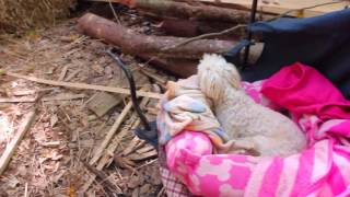 Our timber frame workshop: Wattle and daub . Part II