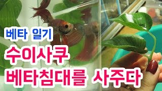 베타일기 베타들의 침대를 사주었다 (수이사쿠 베타침대)