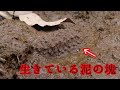 配慮工事で生き残った幻の生きた泥を探してきた