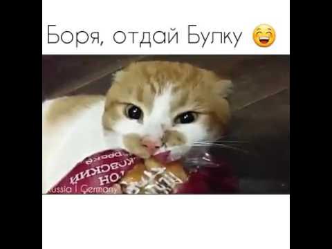 Боря булку. "булку отдай". Боря отдай булку видео. Боря булку. Видео борька отдай булку.