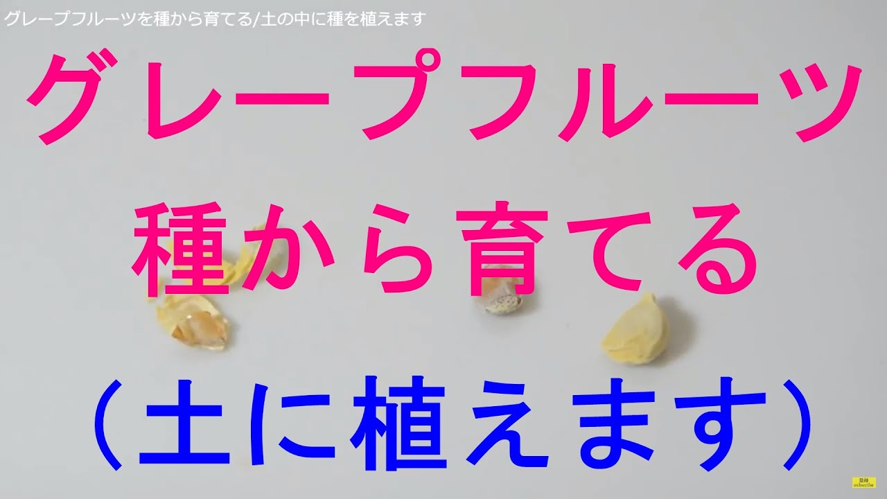 グレープフルーツを種から育てる Grow A Grapefruit From Seeds Youtube