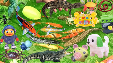 Cún Câu Cá Sấu Khi Đi Thăm Vườn, Thấy Ao Cá Dưới Thác Nước, Bắt Cá Koi, Vịt, Cua Và Các Động Vật