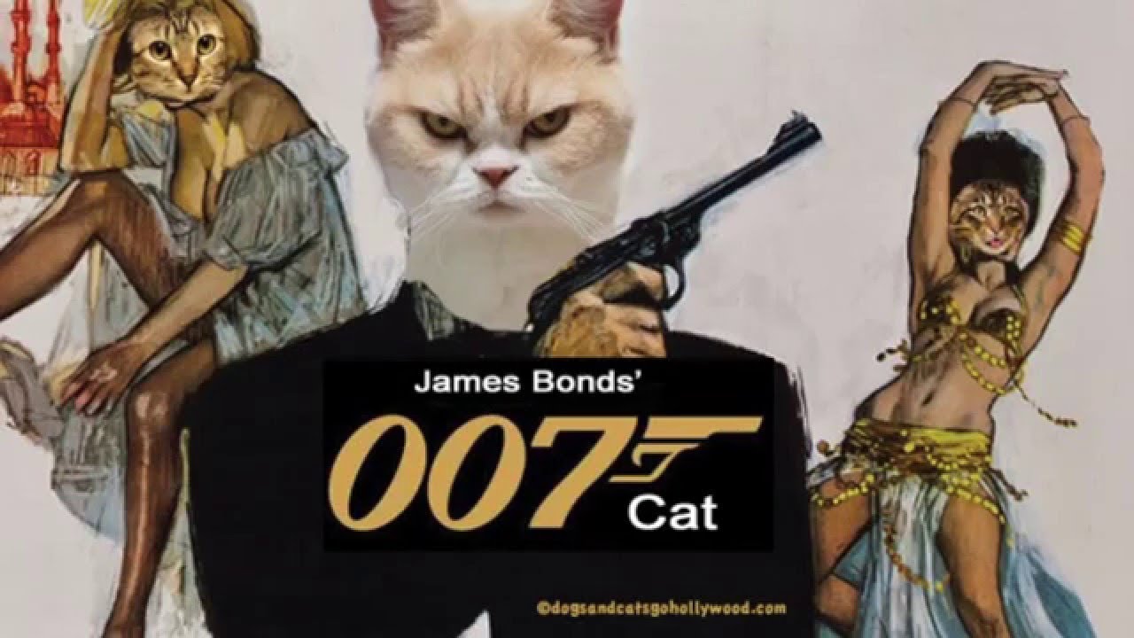 😂 James bond 007 cat version 😻 funny cats 🤣 Awesome Funny Pet Animals