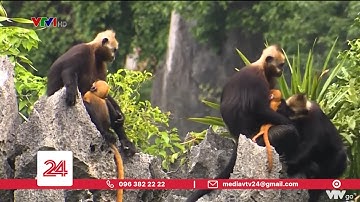 Voọc Cát Bà trước nguy cơ tuyệt chủng | VTV24