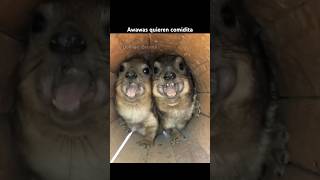 Awawas Quieren Comidita