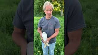 Barn owl release