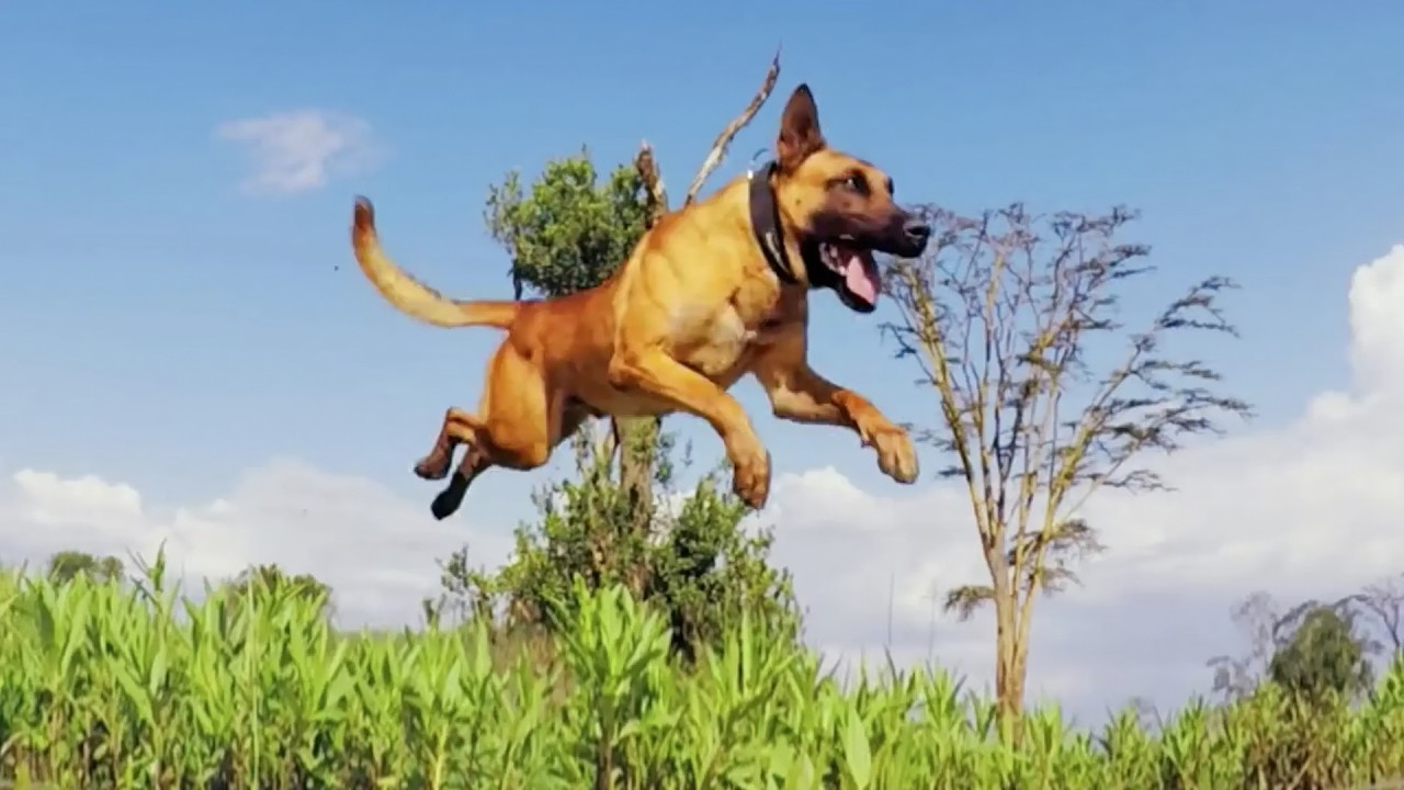 The Bond Between Dogs and Humans: Understanding Their Affection – Video The Bond Between Dogs and Humans: Understanding Their Affection – Video