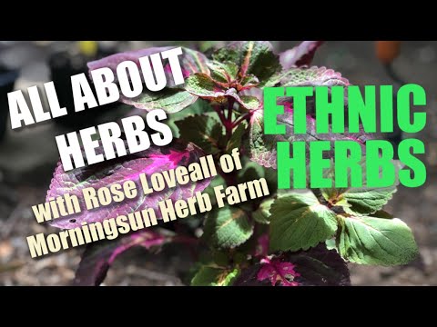 5/8 Ethnic Herbs - Morningsun Herb Farm&rsquo;s 8-video series "ALL ABOUT HERBS" with Rose Loveall