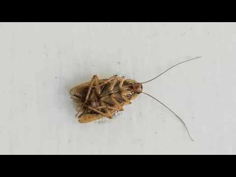 Video: Forskellen Mellem Kakerlakker Og Vandbugs