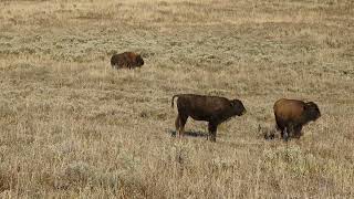 Baby bison calling for mama.