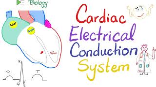 Cardiac Electrical Conduction System - Physiology, Biology Lectures for MCAT, DAT, NEET, NCLEX