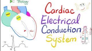 Cardiac Electrical Conduction System - SA node, AV node, Hiss Bundle, Purkinje fibers - Physiology