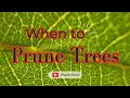 Tree Pruning | When is the best time?