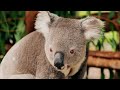 Wild nature animals funny mood booster music uplifting stress release amazing koala bears