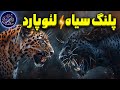 نبرد پلنگ سیاه و لئوپارد