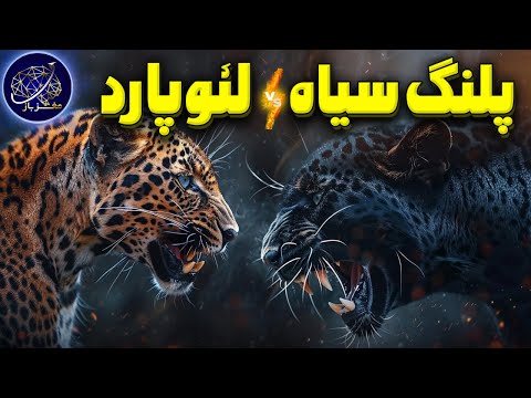 تصویری: آیا پلنگ سیاه بنفش است؟