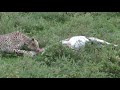 Brutal Cheetah Kill - What they don't show you on Disney and NatGeo