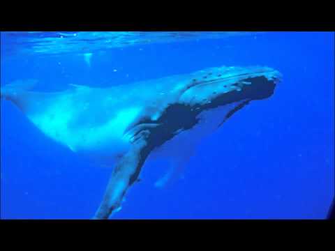 Humpback Whales - Tetiaroa