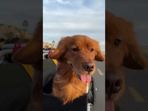 Video: Crime-Fighting Pup er ikke redd for å vise verden hvor mye han elsker sitt menneske