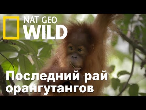 Nat Geo Wild: Последний рай орангутангов / The Last Orangutan Eden