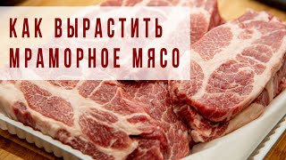 МРАМОРНОЕ МЯСО. КОРМЛЕНИЕ СВИНЕЙ И ПОРОСЯТ. СВИНИНА. ЛПХ. КФХ. ФЕРМА.