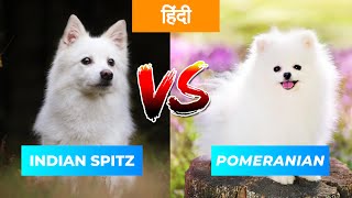 Indian spitz Vs Pomeranian in Hindi | Dog VS Dog | PET INFO | Which One is Best For You as Pet?