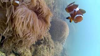 Amazing Clown Fish (Nemo) Rhu Island Malaysia part 1