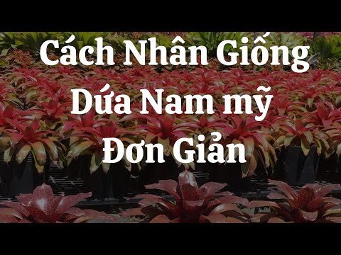 Dứa Màu Nam Mỹ - Nhân Giống Dứa Nam mỹ Đơn Giản